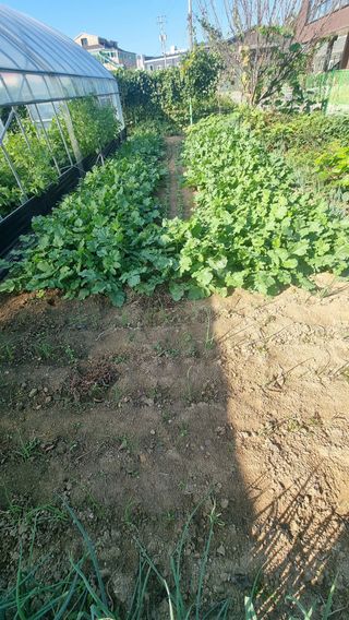 검은벼리님의 기타작물 · 영농일지 작성글 사진