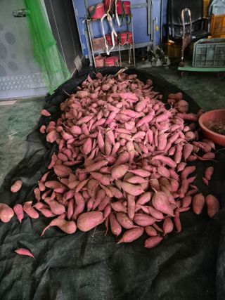 곰새끼님의 기타작물 · 영농일지 작성글 사진
