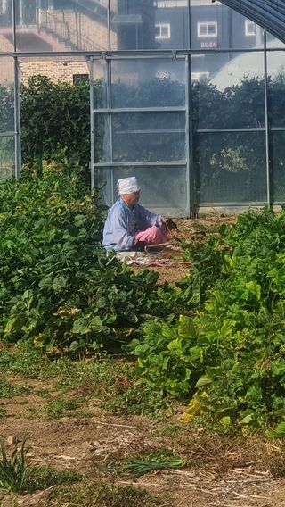 검은벼리님의 기타작물 · 영농일지 작성글 사진