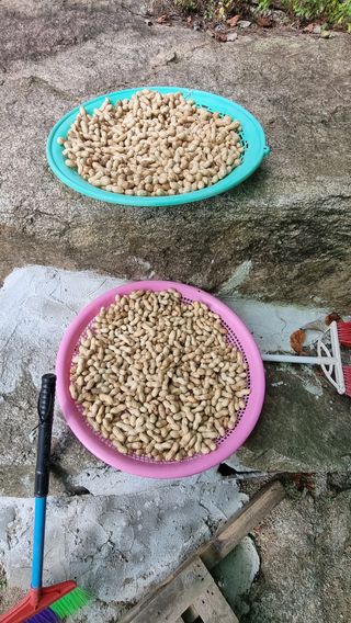 마음이부자인집님의 기타작물 · 영농일지 작성글 사진