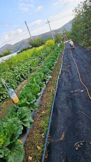 봉좌산님의 배추 · 영농일지 작성글 사진