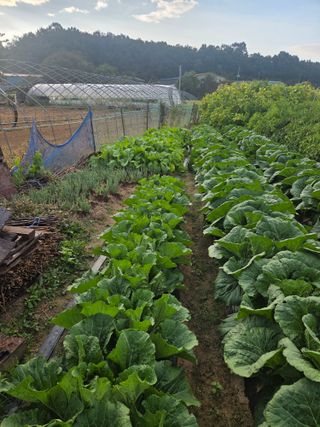 오경남님의 기타작물 · 영농일지 작성글 사진