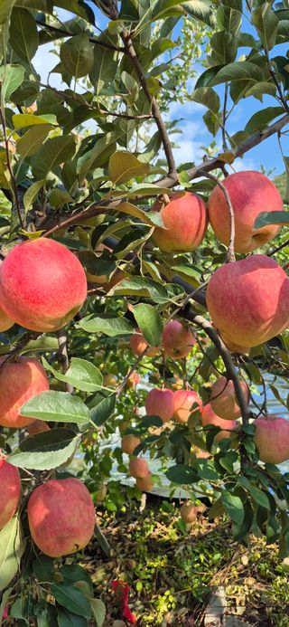 강성분님의 기타작물 · 영농일지 작성글 사진
