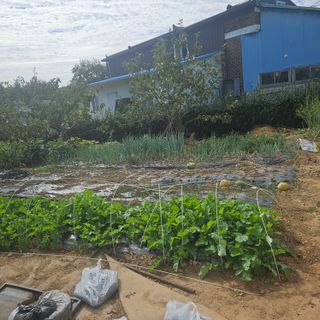 왜목 김진규님의 배추 · 영농일지 작성글 사진