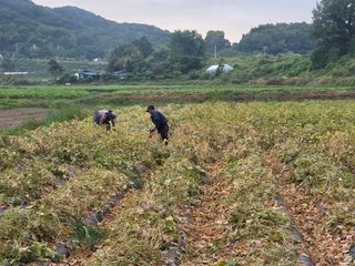 김병창님의 기타작물 · 영농일지 작성글 사진