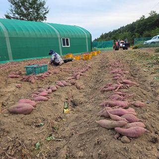 박 꽃 4216님의 기타작물 · 영농일지 작성글 사진