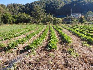 김종필님의 참깨 · 영농일지 작성글 사진
