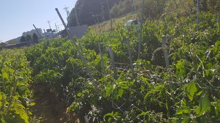 최춘득 청대산 님의 작성글 사진