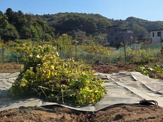 김윤회님의 들깨 · 영농일지 작성글 사진
