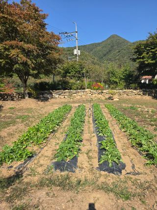 석이아빠님의 기타작물 · 영농일지 작성글 사진