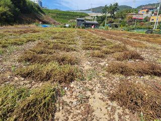오세화님의 기타작물 · 영농일지 작성글 사진