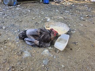 발해인님의 기타작물 · 영농일지 작성글 사진