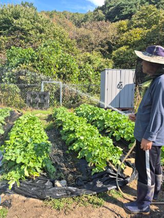 이준영님의 기타작물 · 영농일지 작성글 사진