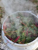 주말농 젠바님의 작성글 사진