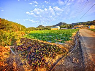 오이8898황산면님의 배추 · 영농일지 작성글 사진