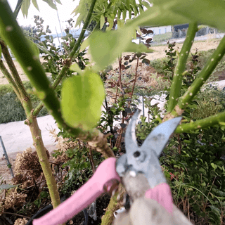 스마일00님의 기타작물 · 영농일지 작성글 사진