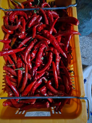 김연숙님의 기타작물 · 영농일지 작성글 사진