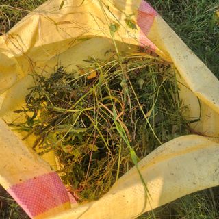 스마일00님의 기타작물 · 영농일지 작성글 사진