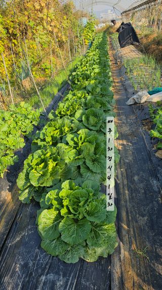 최석주님의 기타작물 · 영농일지 작성글 사진