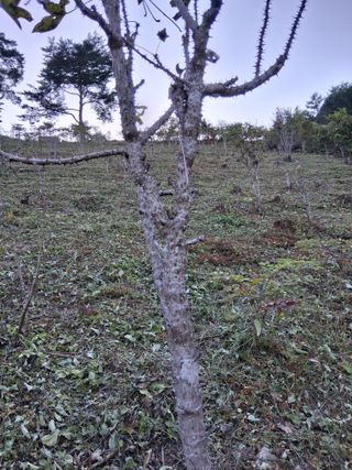 인생은 소풍처럼~님의 두릅 · 영농일지 작성글 사진
