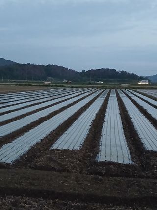 성광석님의 마늘 · 영농일지 작성글 사진