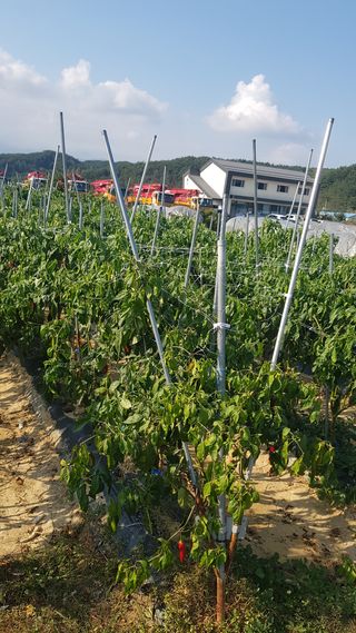 최춘득 청대산 님의 기타작물 · 영농일지 작성글 사진