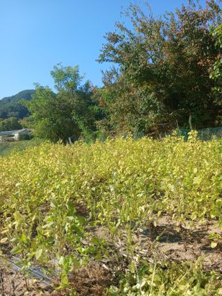 민원배님의 기타작물 · 영농일지 작성글 사진
