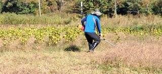 벼22905님의 들깨 · 영농일지 작성글 사진