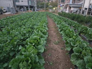 뚜벅이님의 기타작물 · 영농일지 작성글 사진