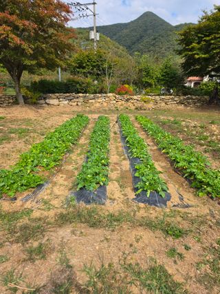 석이아빠님의 기타작물 · 영농일지 작성글 사진