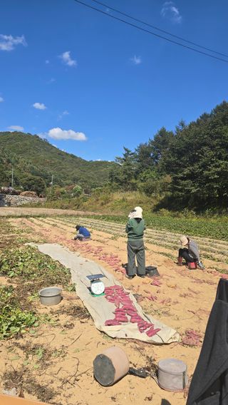 이규섭님의 고구마 · 영농일지 작성글 사진