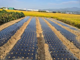 김석원님의 기타작물 · 영농일지 작성글 사진