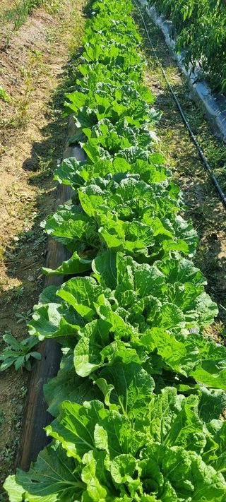 한밭농원님의 고추 · 영농일지 작성글 사진