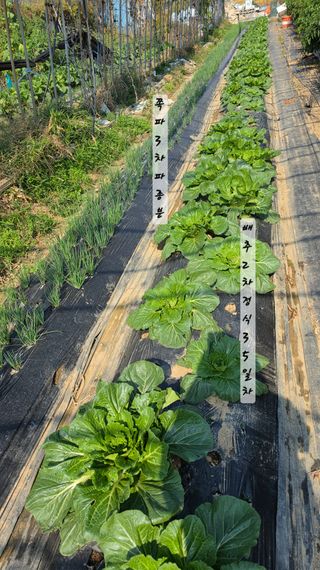 최석주님의 기타작물 · 영농일지 작성글 사진