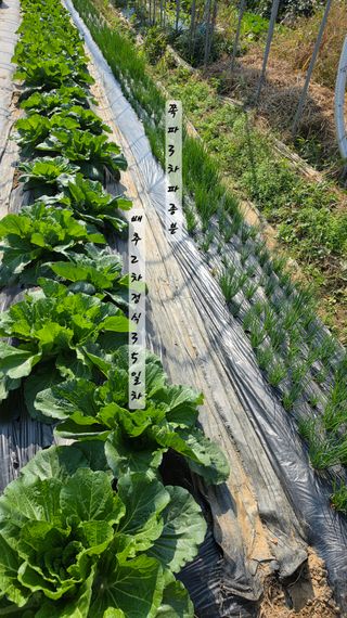 최석주님의 기타작물 · 영농일지 작성글 사진