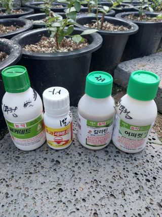 최태환님의 블루베리 · 영농일지 작성글 사진