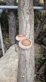염봉섭님의 작성글 사진