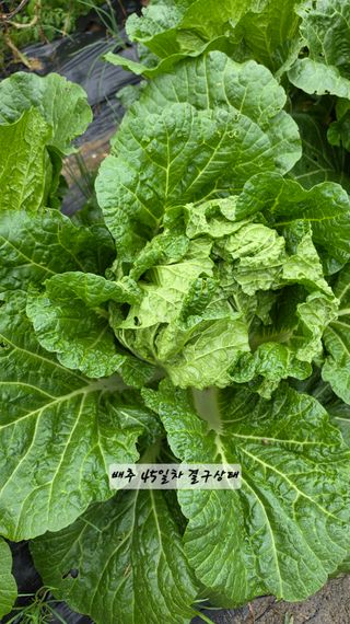 최석주님의 기타작물 · 영농일지 작성글 사진