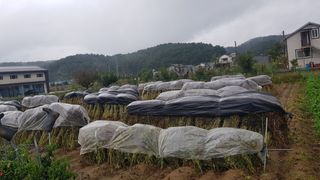 최춘득 청대산 님의 기타작물 · 영농일지 작성글 사진