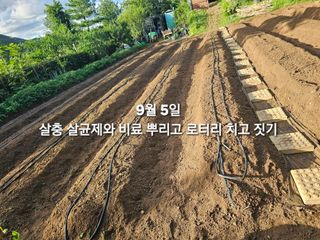 연모 자연의행복님의 배추 · 영농일지 작성글 사진