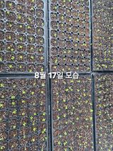 연모 자연의행복님의 작성글 사진
