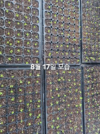연모 자연의행복님의 배추 · 영농일지 작성글 사진