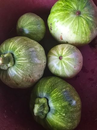 영춘아짐님의 기타작물 · 영농일지 작성글 사진