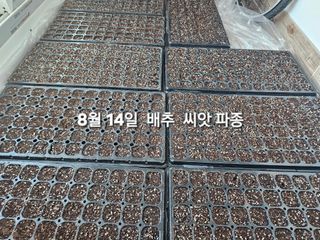 연모 자연의행복님의 배추 · 영농일지 작성글 사진
