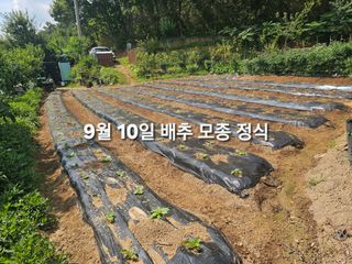 연모 자연의행복님의 배추 · 영농일지 작성글 사진