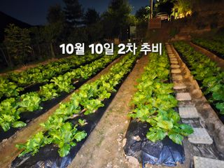 연모 자연의행복님의 배추 · 영농일지 작성글 사진