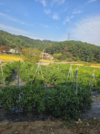 藝園님의 기타작물 · 영농일지 작성글 사진