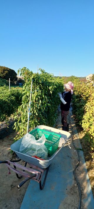 김국태님의 고추 · 영농일지 작성글 사진