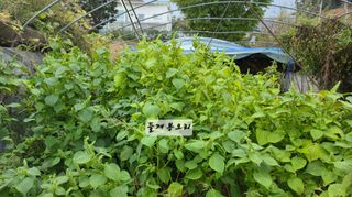 최석주님의 기타작물 · 영농일지 작성글 사진