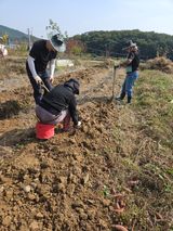 팜모닝 고구마·영농일지 게시글 이미지
